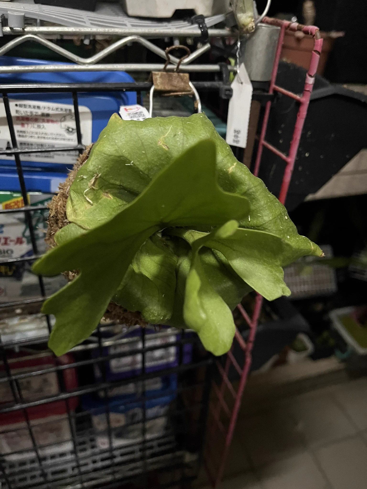 最近愛上鹿角蕨自己上板 或做球苔超級可愛又有質感最後一張超像哈利波特金探子可愛極了。#鹿角蕨-普鹿&amp;亞猴 https://t.co/26Gct9SeyY