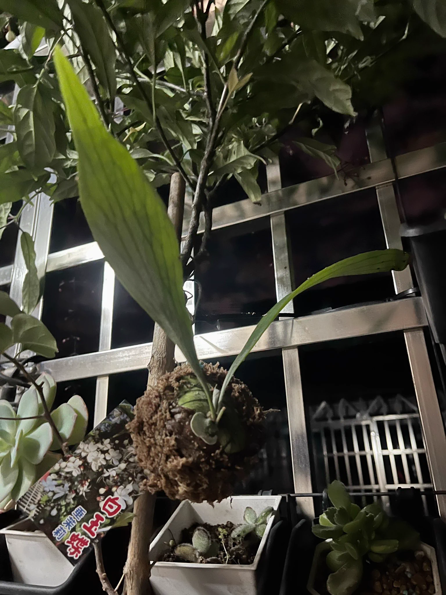 最近愛上鹿角蕨自己上板 或做球苔超級可愛又有質感最後一張超像哈利波特金探子可愛極了。#鹿角蕨-普鹿&amp;亞猴 https://t.co/26Gct9SeyY