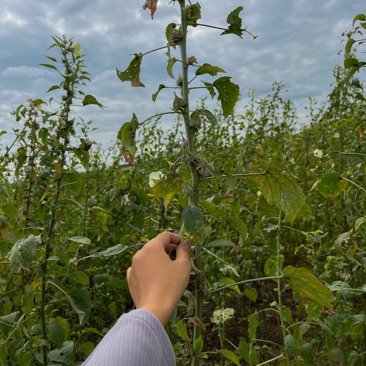 Kenaf. https://t.co/n9BVlMCZ2Z