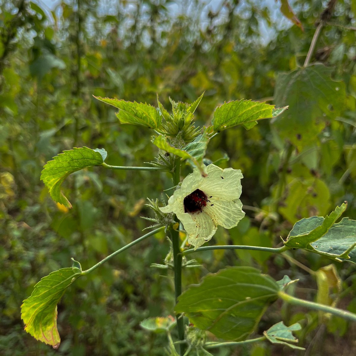 Kenaf. https://t.co/n9BVlMCZ2Z