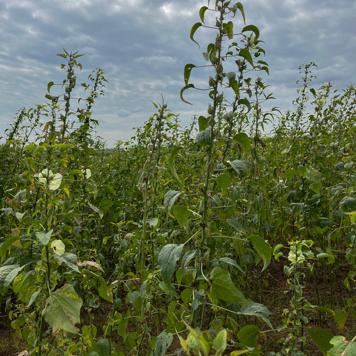 Kenaf. https://t.co/n9BVlMCZ2Z