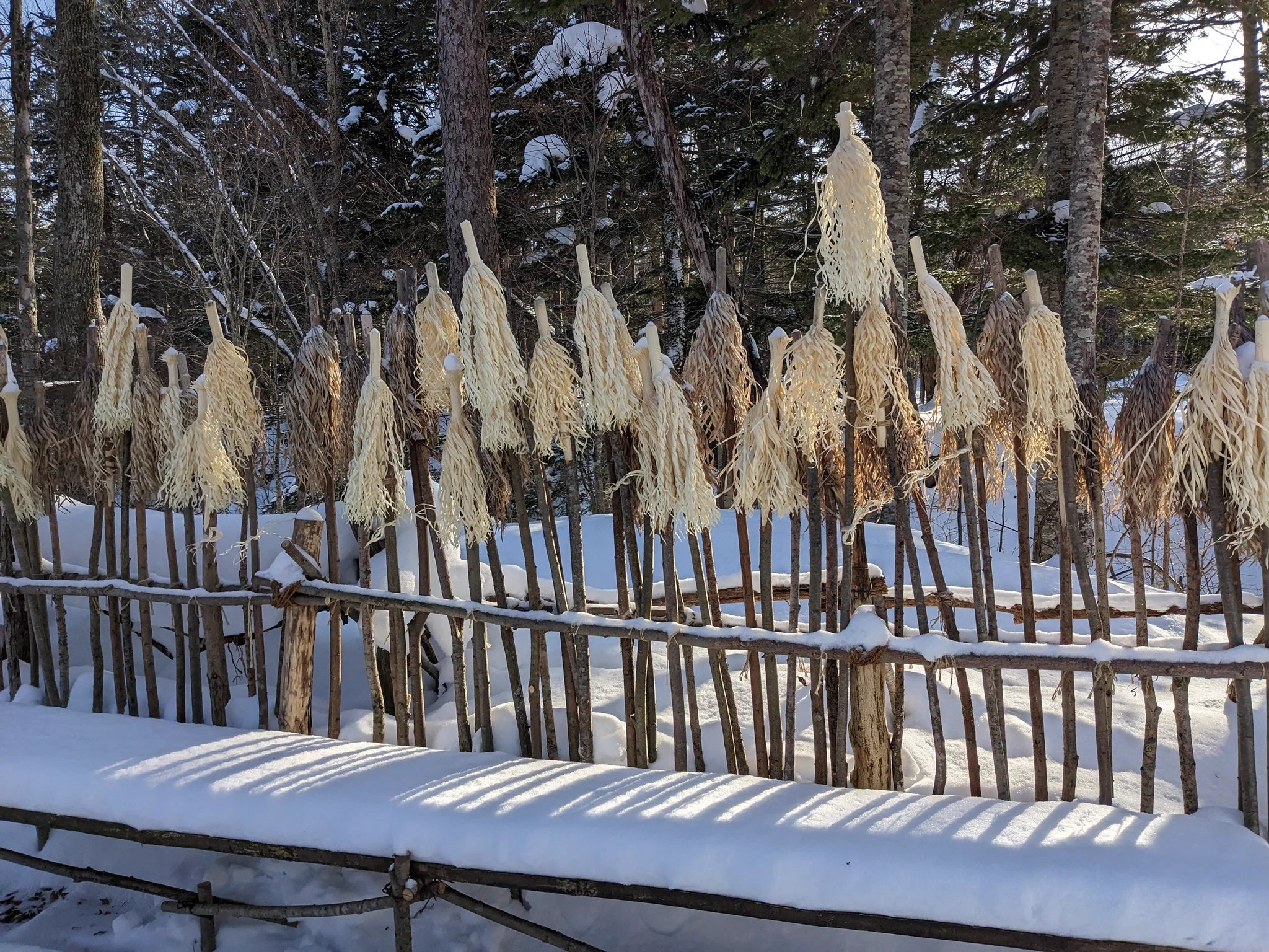 參加了阿伊努的文化體驗行程，在雪地的樹林裏走來走去的 https://t.co/eO9edo7MgS
