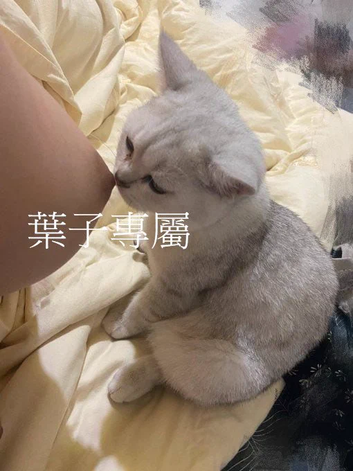 羨慕我的貓嗎 https://t.co/s93HiMHI3t