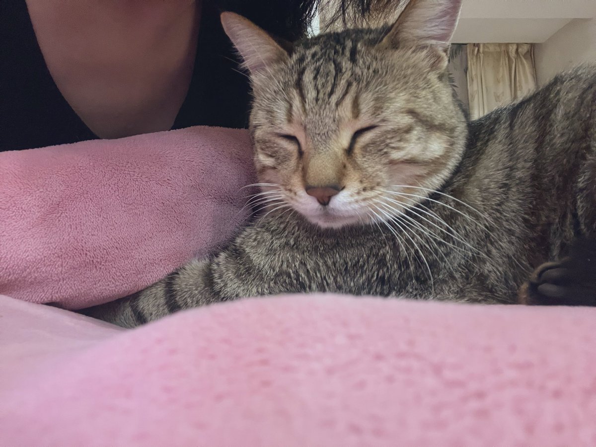 真羡慕有些人有猫又有狗
比如
我未来的主人😆😆😆 https://t.co/L71olyhnV8