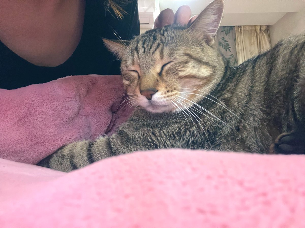 真羡慕有些人有猫又有狗
比如
我未来的主人😆😆😆 https://t.co/L71olyhnV8