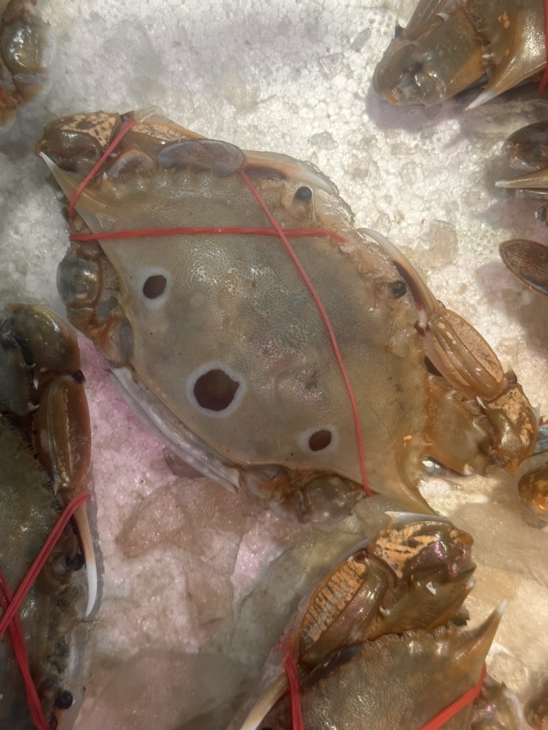 遇到了长的很像考拉的螃蟹 https://t.co/wqXW674yV2