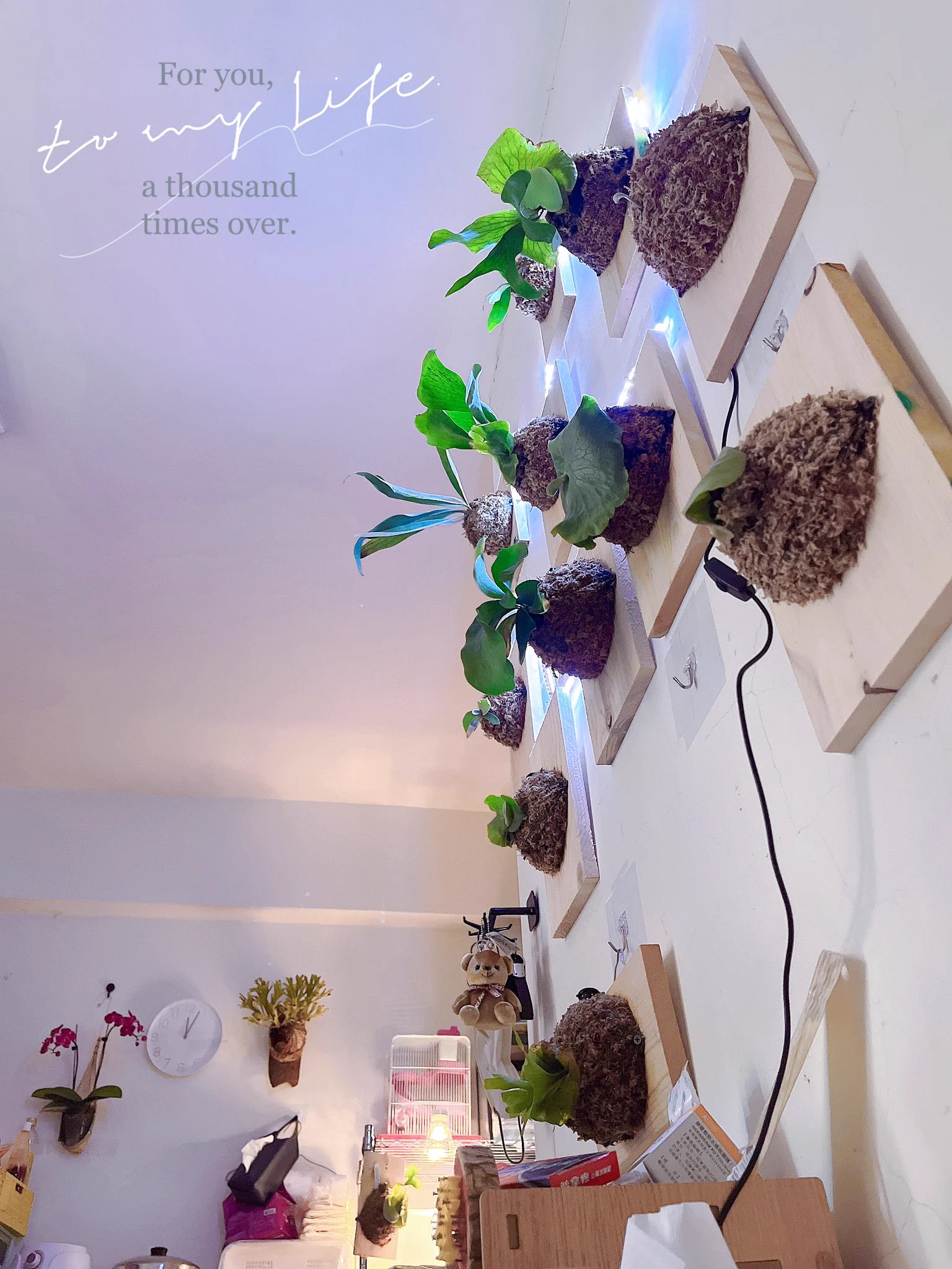早安一覺醒來看到美美的植物心情就愉悅 https://t.co/AgbVrUMPaD