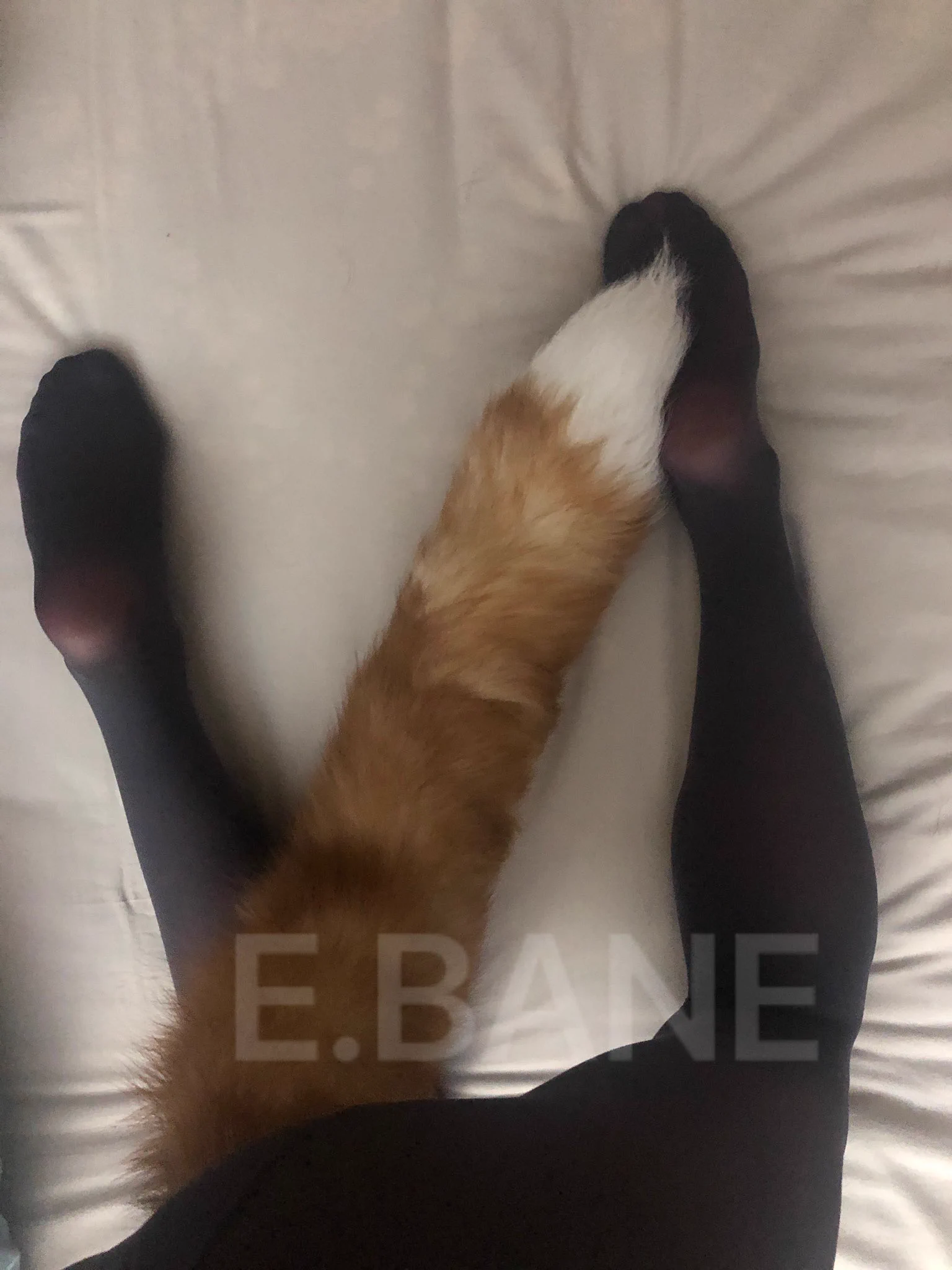 女生戴上尾巴后，应该叫啥？😌是不是特别可爱 https://t.co/0FpEPu6WCZ