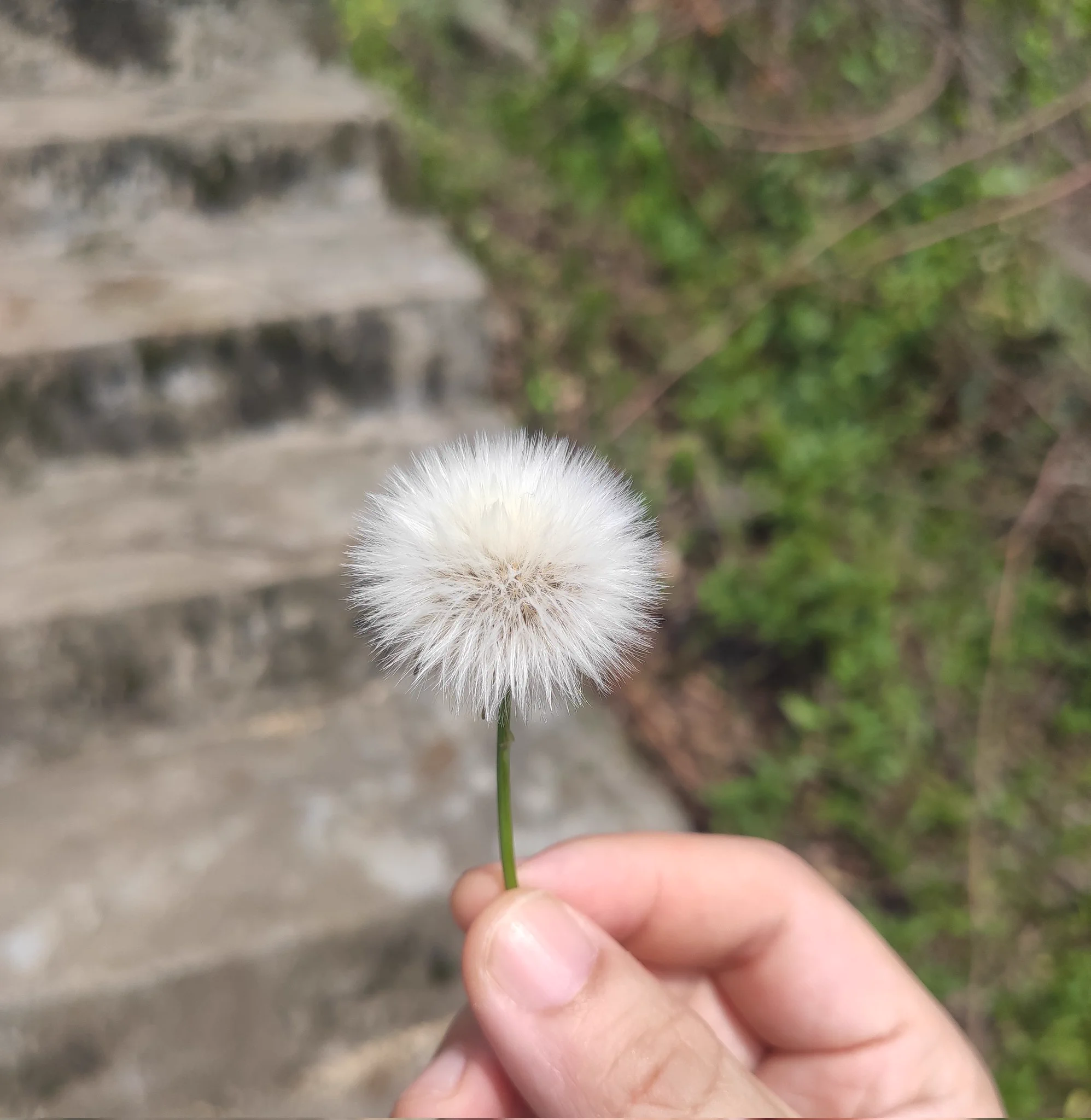 在完全没正经路的山里爬了15公里，连翻了几座山，在水泥地和机耕道上走了4.5公里。在山沟走的时候偶尔能听到密密麻麻的树丛下有小动物窸窸窣窣逃跑的声音，是真的野山了，屁股都走痛了哈哈哈哈哈哈哈，大自然是真的好( ˃̶̤́ ꒳ ˂̶̤̀ )幸好没遇到蛇（或者是遇到了没看到(´ฅω•ฅ｀) https://t.co/lW8wdnHVUy