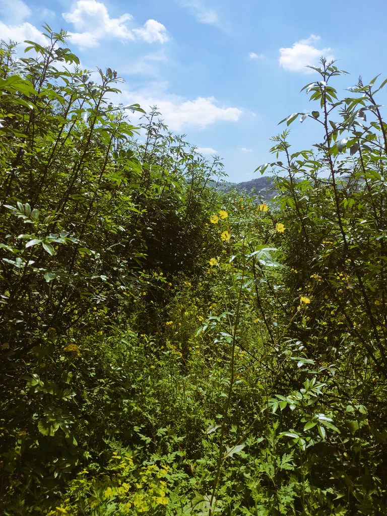 在完全没正经路的山里爬了15公里，连翻了几座山，在水泥地和机耕道上走了4.5公里。在山沟走的时候偶尔能听到密密麻麻的树丛下有小动物窸窸窣窣逃跑的声音，是真的野山了，屁股都走痛了哈哈哈哈哈哈哈，大自然是真的好( ˃̶̤́ ꒳ ˂̶̤̀ )幸好没遇到蛇（或者是遇到了没看到(´ฅω•ฅ｀) https://t.co/lW8wdnHVUy