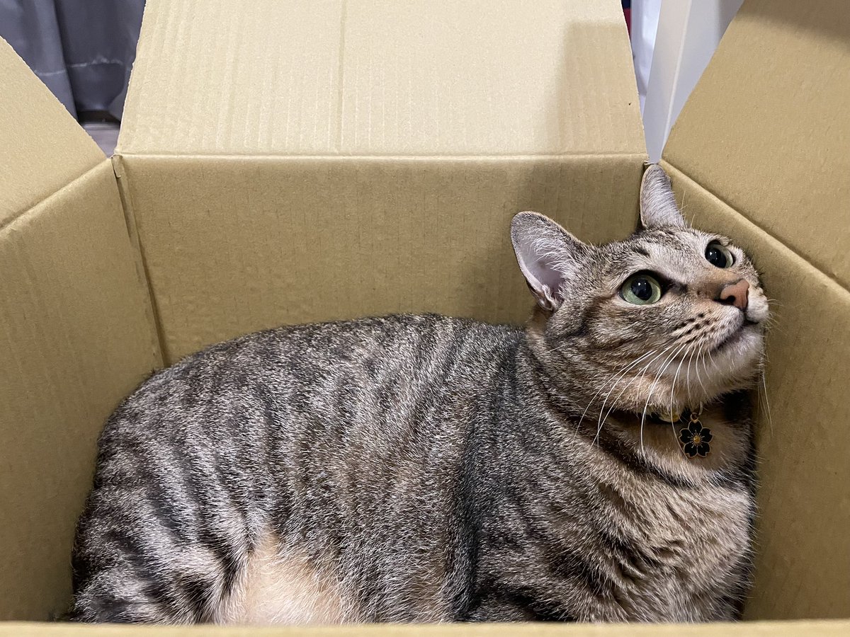 貓咪果然最愛📦 https://t.co/7JmmyfIlV2