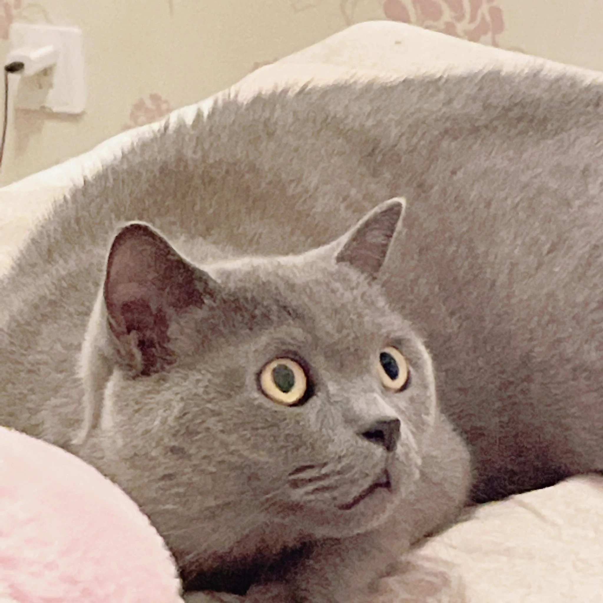 震惊猫猫一整天 https://t.co/s6scyy2zgC