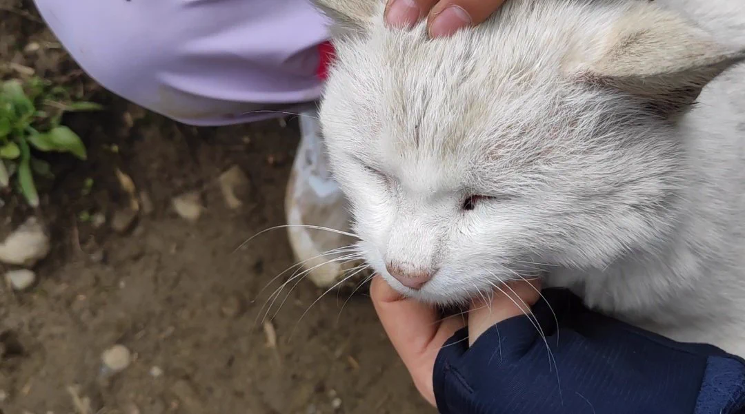 拜托，我真东线的峰顶成功了 还摸到赵公庙猫猫的头的。和我被虐的臀腿。。。。 https://t.co/SRGxYRrc1g