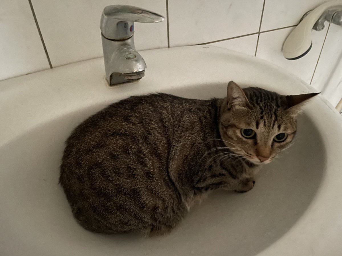 今天工人來清冷氣，嚇到躲在洗手槽的貓咪 https://t.co/mvOnVNK7LV