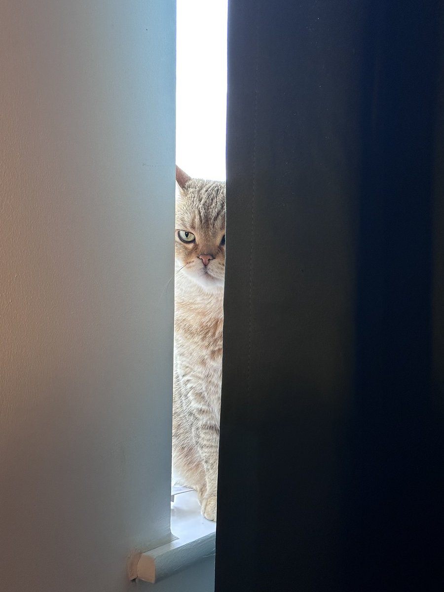 被一只猫杀死的概率很小但不为零。 https://t.co/cB5Fcnxb3C