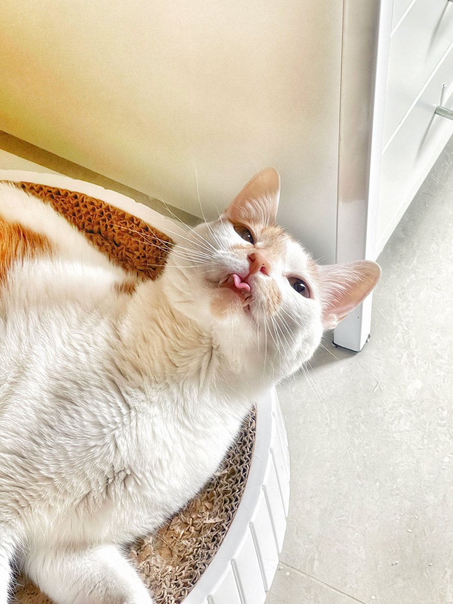 愛心の舌頭👅 https://t.co/dcK8YGYEyl