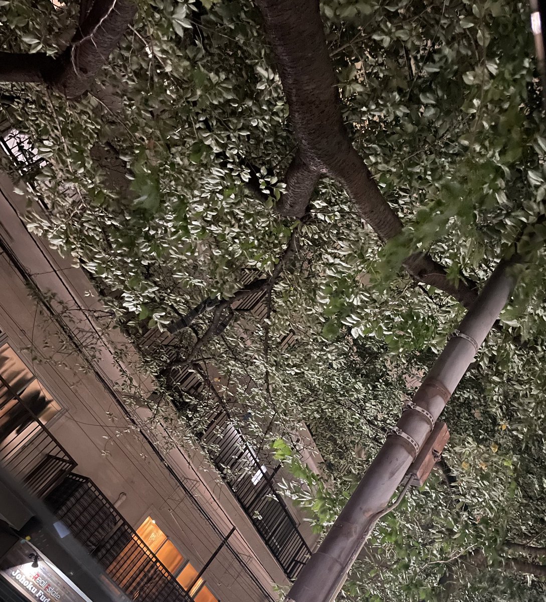 ただの葉っぱなんだけどなんか綺麗だったから帰り道つい撮ってしまった https://t.co/MKLVSFtyrs