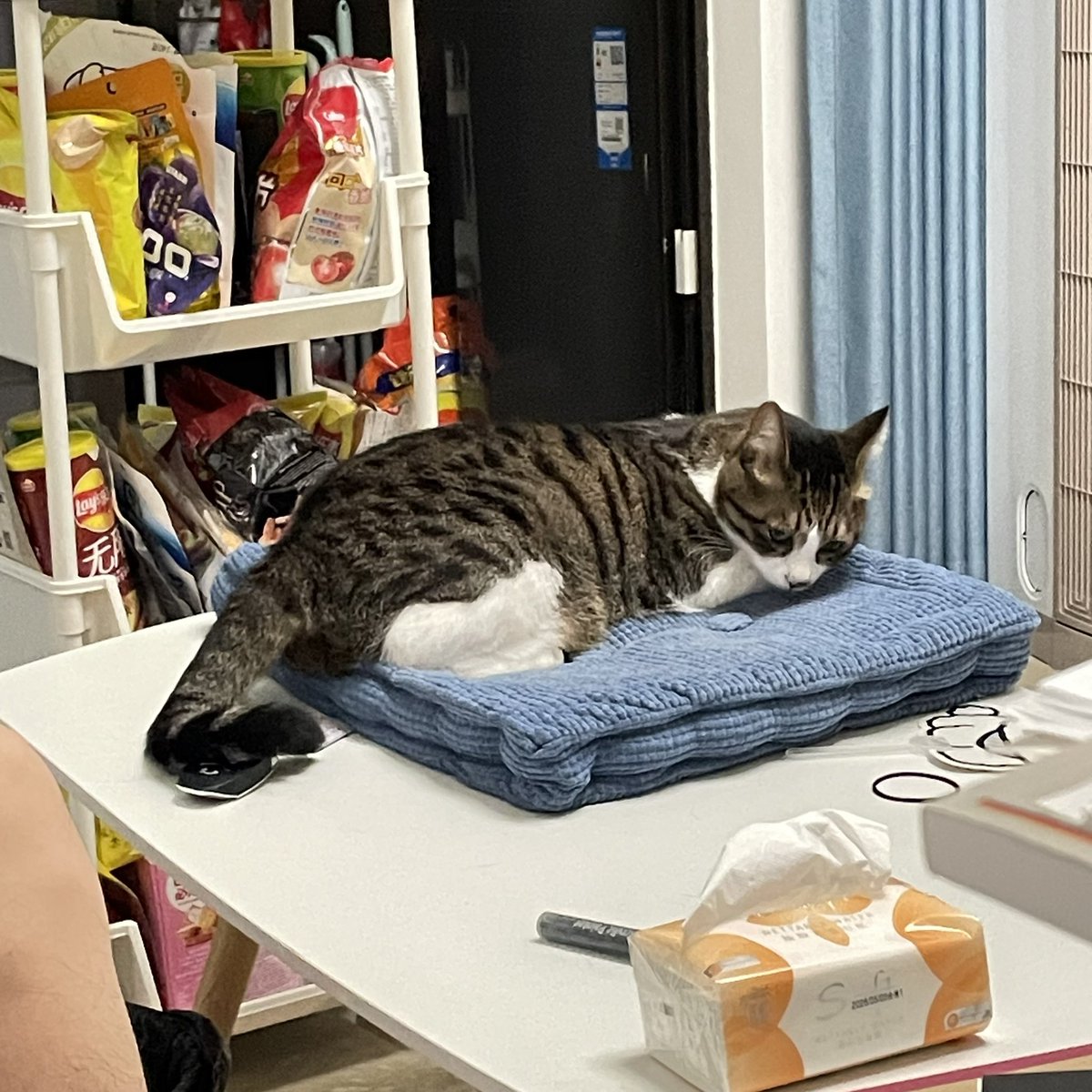 容易不安的猫猫 https://t.co/0xOHSjdN0p