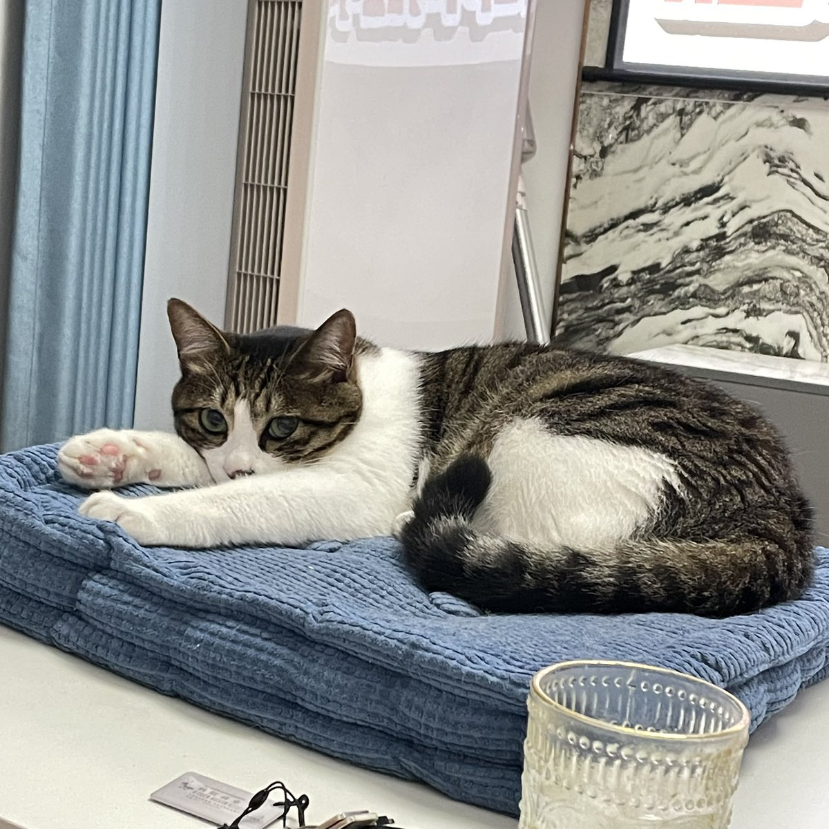 容易不安的猫猫 https://t.co/0xOHSjdN0p