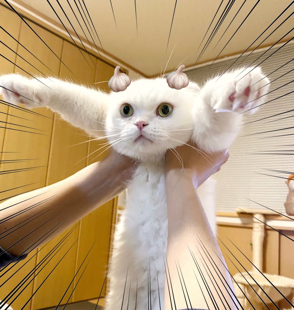 馴染む…馴染むぞ…🧄 https://t.co/OZQm8NHwij