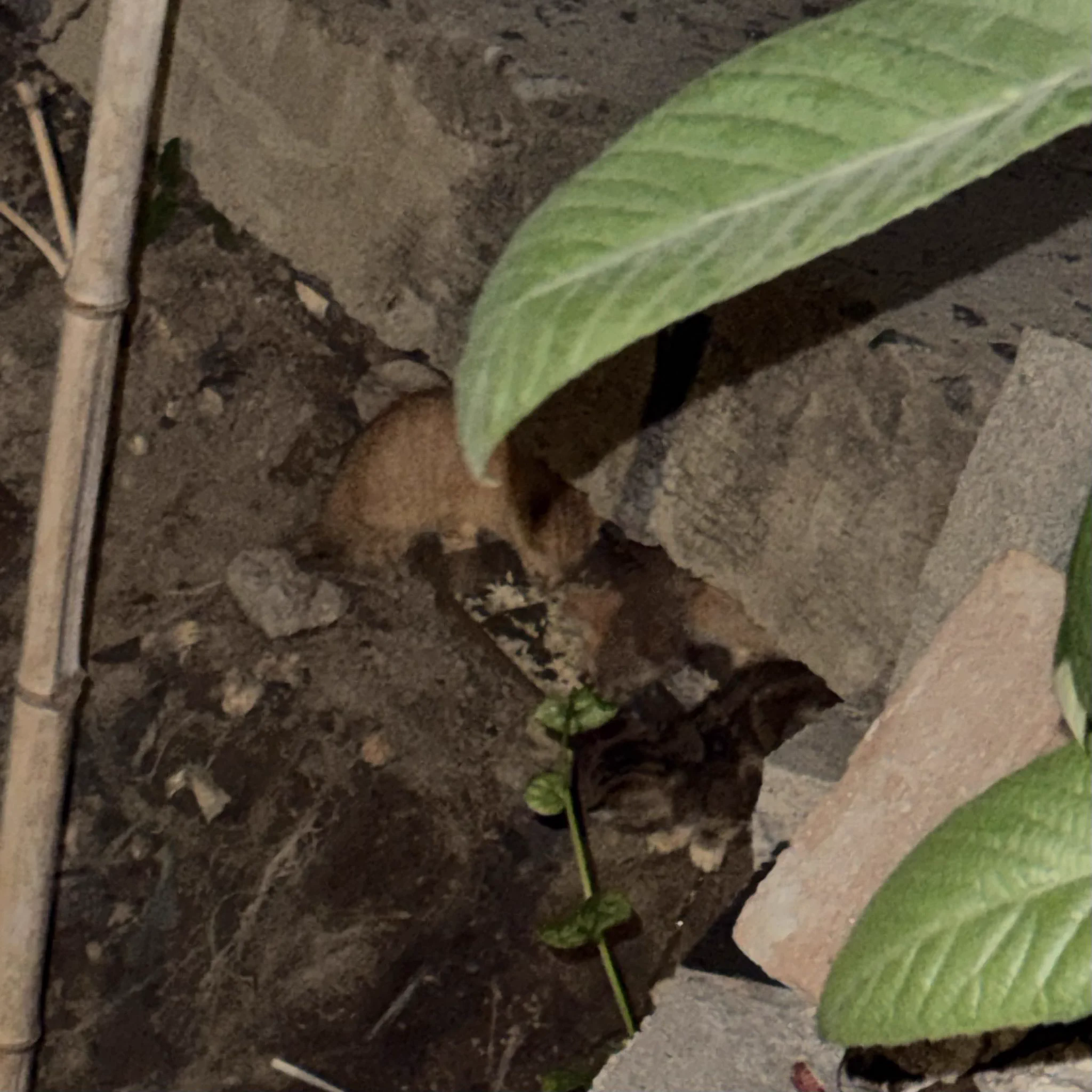 晚上回老家吃饭
我爸又收养了4只流浪猫 https://t.co/s1qltv21as