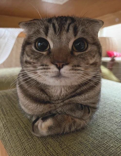 Hired him to stare at you https://t.co/Dc4zOQw6mL