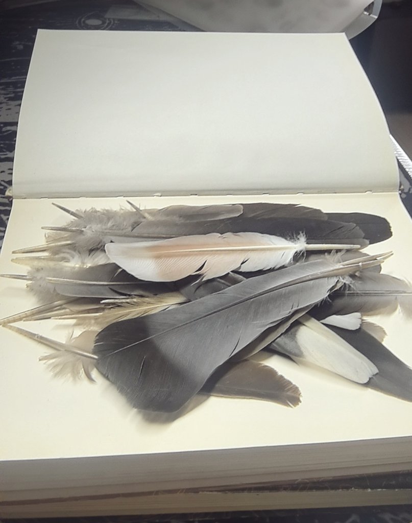 小蟑螂喜欢收集鸟的羽毛 https://t.co/CzbWQbIrD3