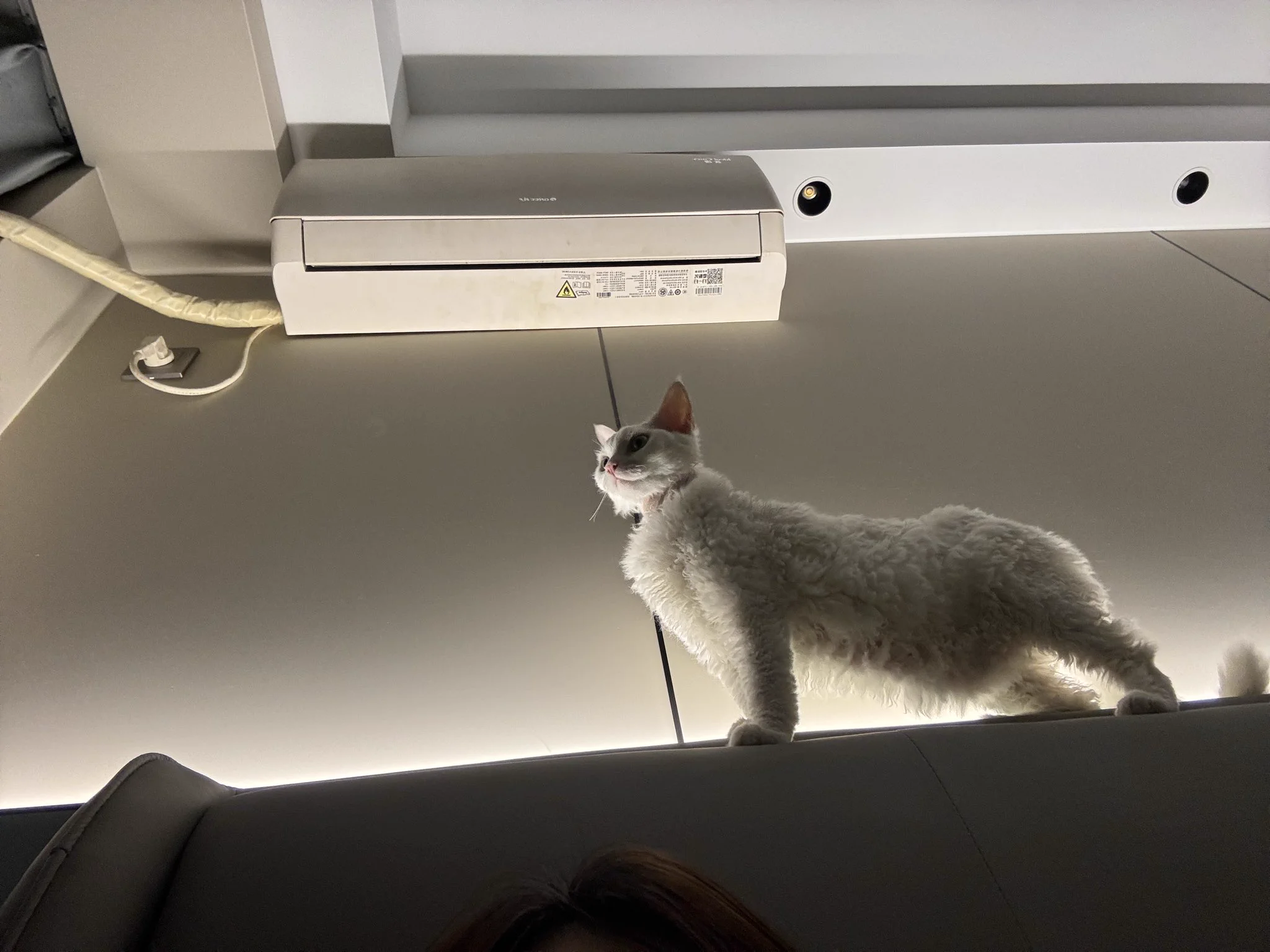 ？🐈 https://t.co/j46W1M6g8E