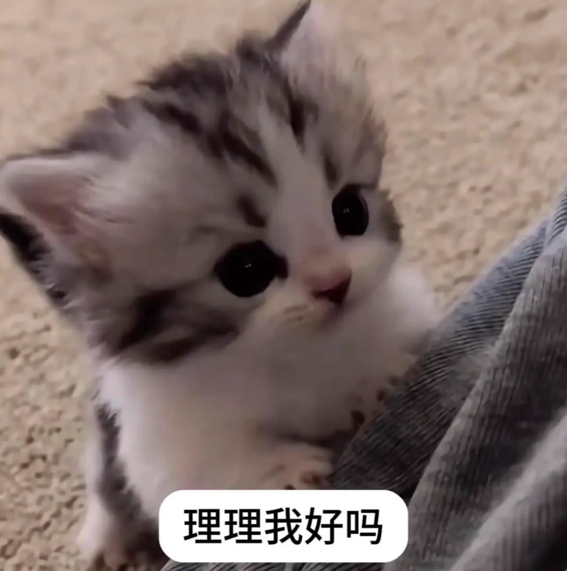啥意思，怎么私信里都是卖片的，收号的，诈骗的，就是没有活人，活人去哪里了，活人去哪里了！！ https://t.co/9TQqbVk9fi