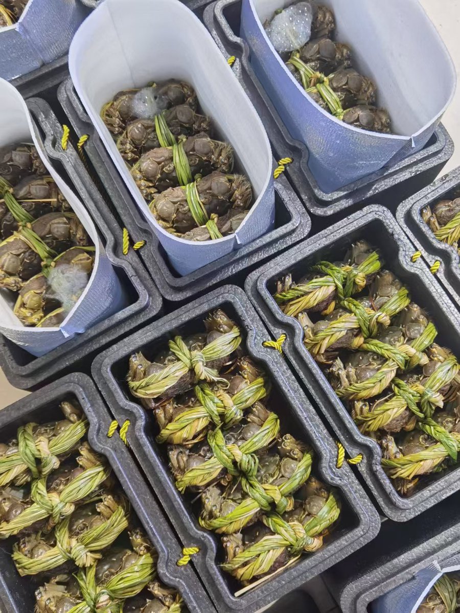 现在是公蟹母蟹都非常成熟了，可以照顾一下 https://t.co/TviKdIguz1