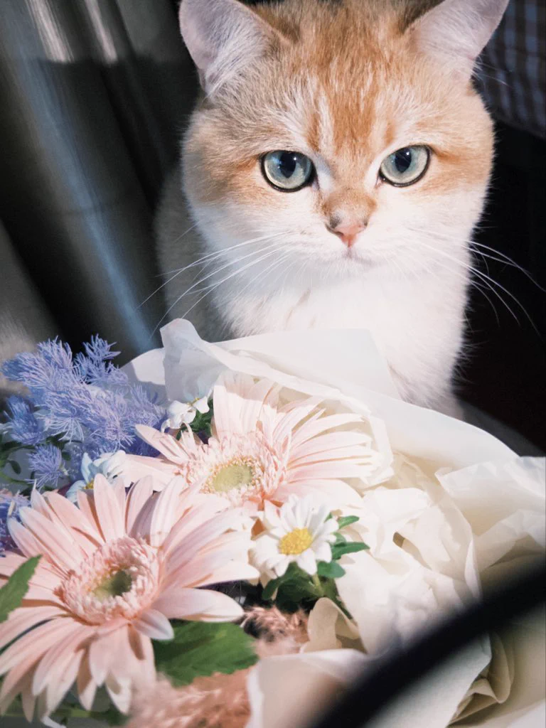 💐🐱 https://t.co/LH27qAt9vg