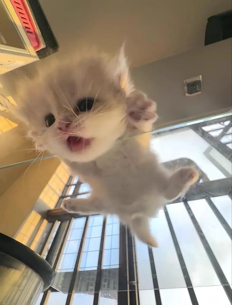 noooooooooooooo https://t.co/MkvUM4h2yl
