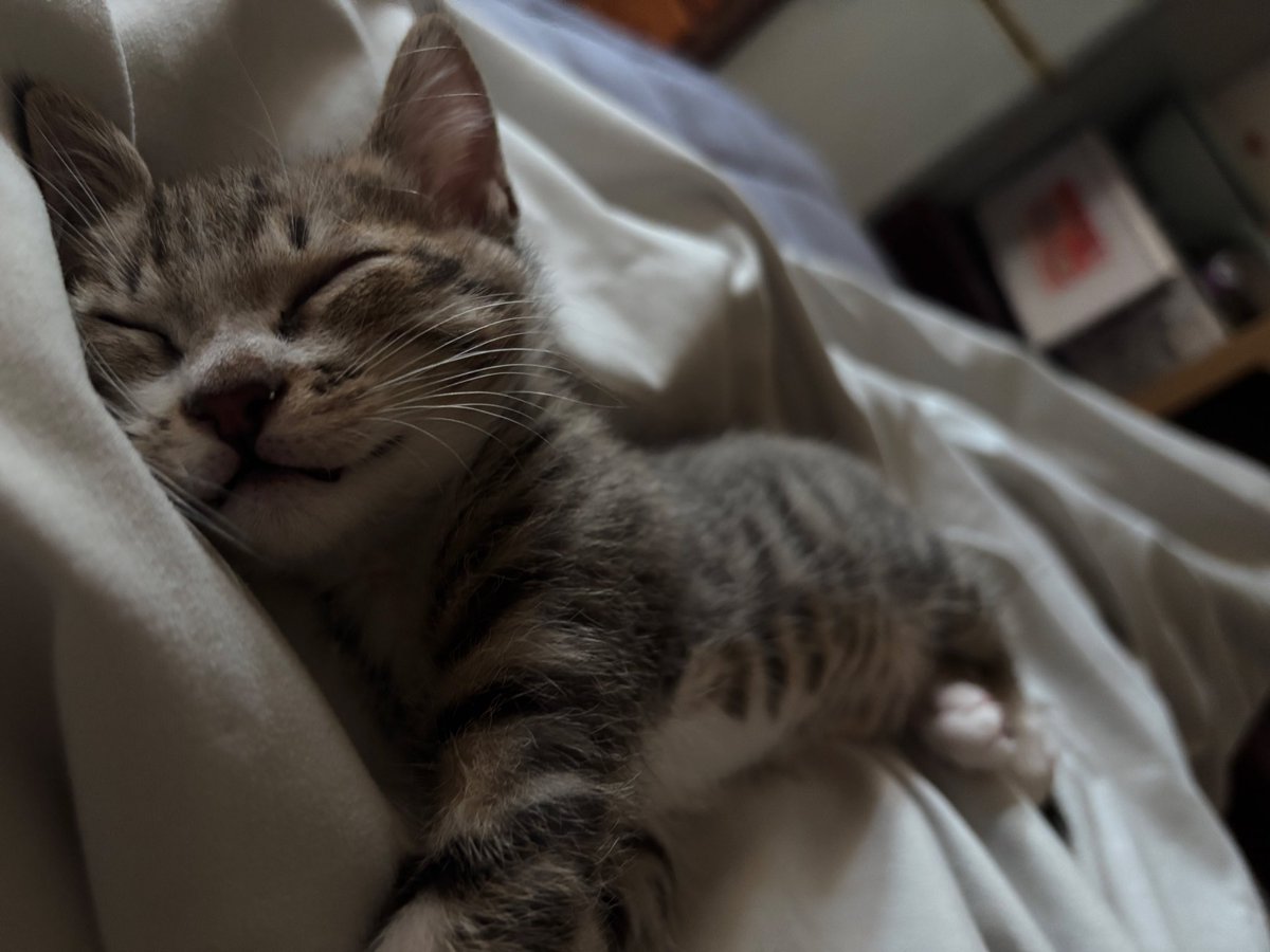 最近是沈浸在健身➕小貓養成ㄉ幸福人😍 https://t.co/BxZ3G3BKZH