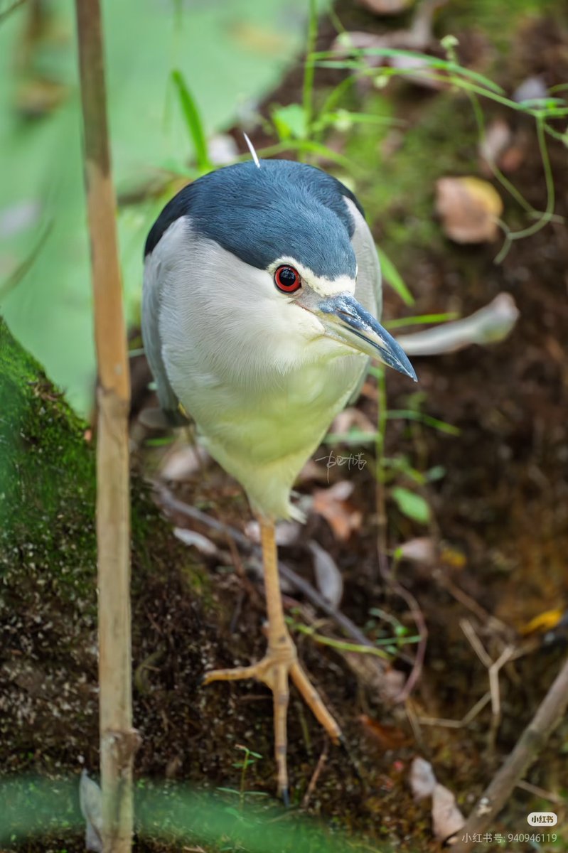 我天天在小红书尽刷夜鹭了，有人懂这个鸟有多好玩吗？
转载自右下角） https://t.co/yDnR6iYhI2