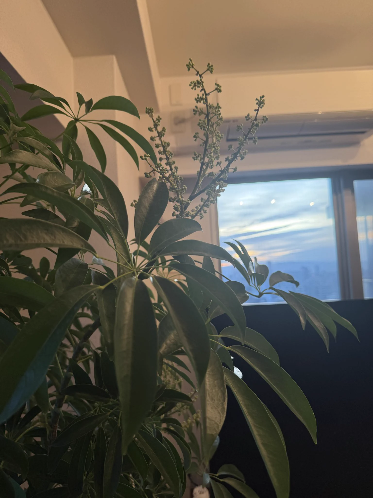 うちの観葉植物の｢シェフちゃん｣から、
知らないうちに蕾が‼️

お花が咲くのかな？
ちなみに有毒な花粉とか出たりしないよね？
大丈夫だよね？(&gt;_&lt;)💦笑
(シェフちゃんの成長スピードにビビっているつばさ舞🫣💕) https://t.co/E1PGR1aDcB