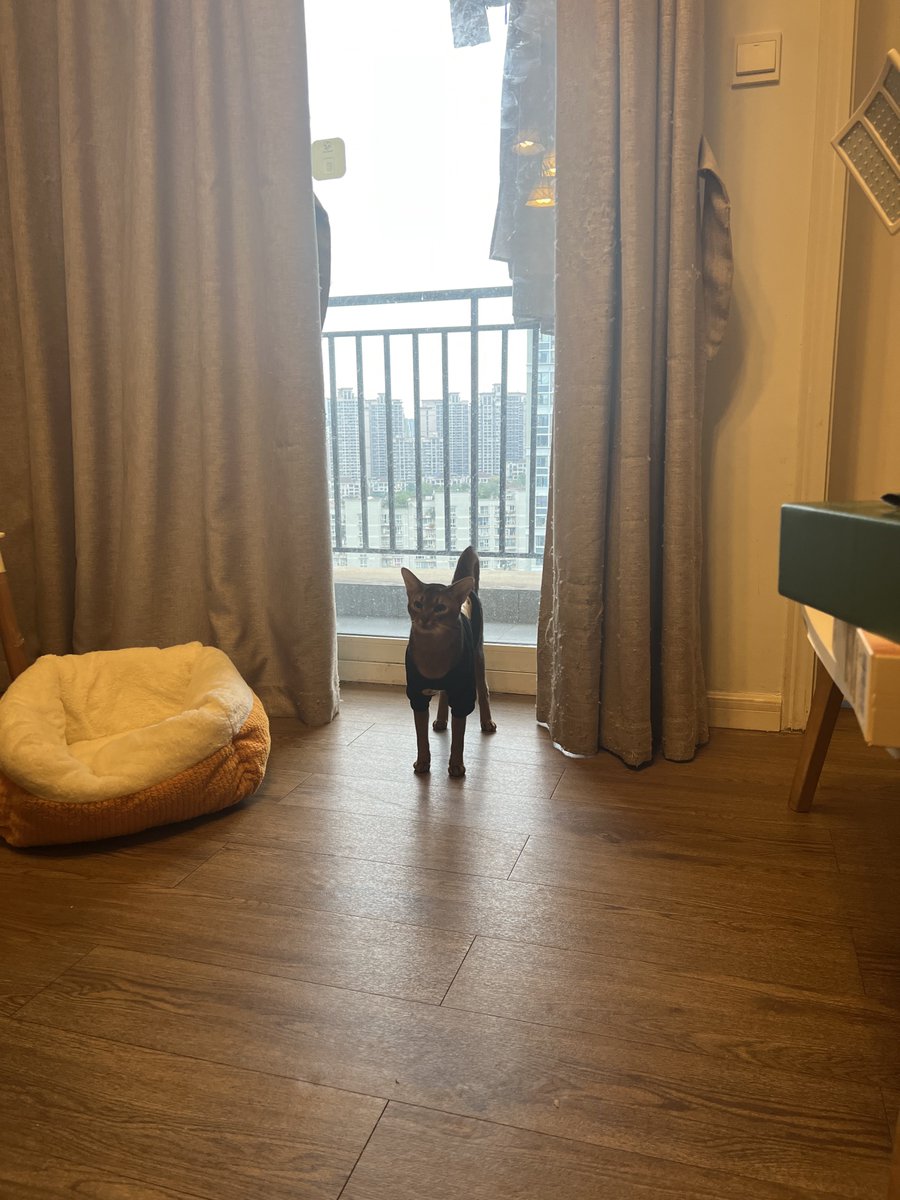 好神奇 多比哥居然不抗拒这个衣服 https://t.co/nMfs4G60fW