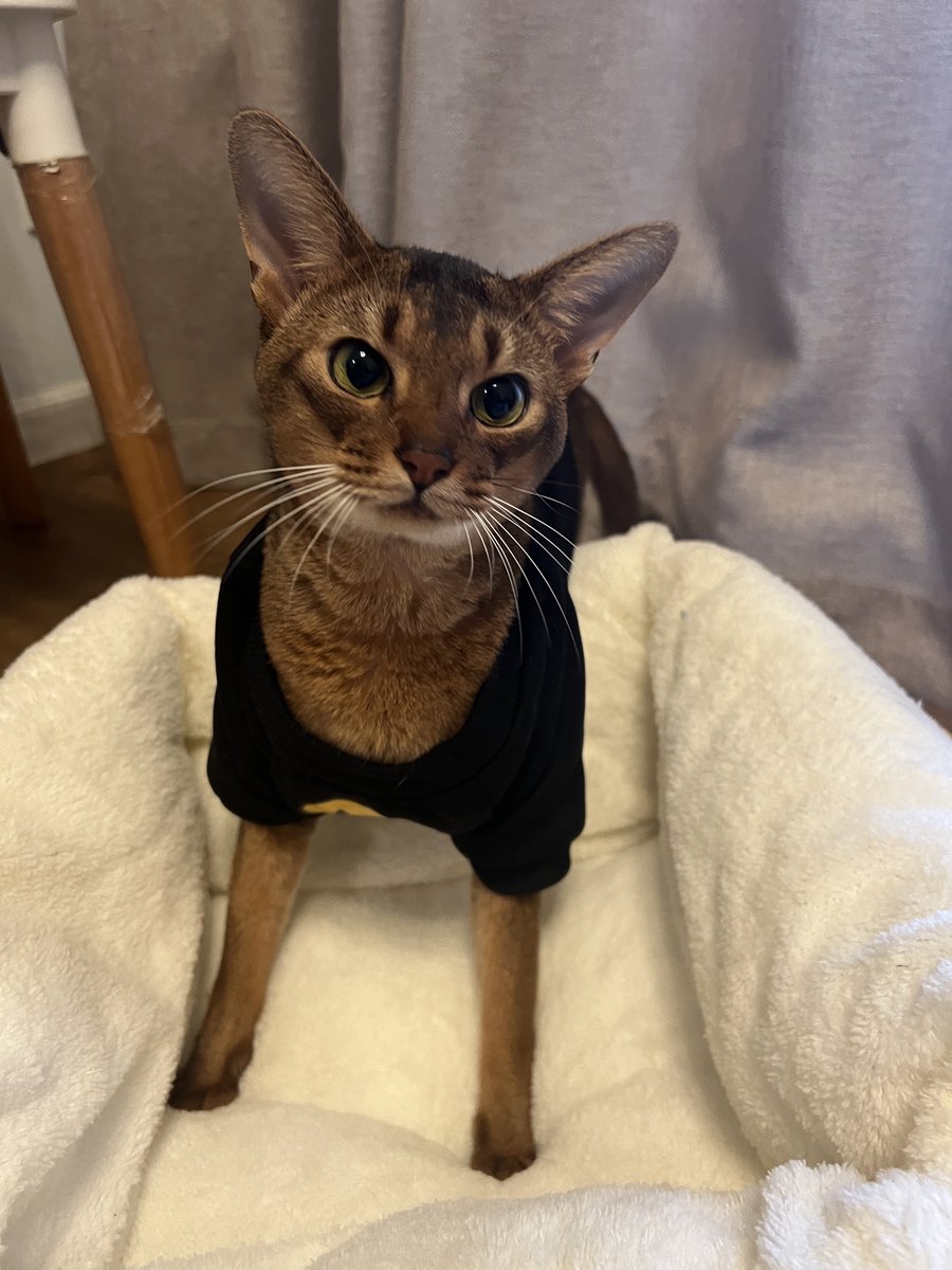 好神奇 多比哥居然不抗拒这个衣服 https://t.co/nMfs4G60fW