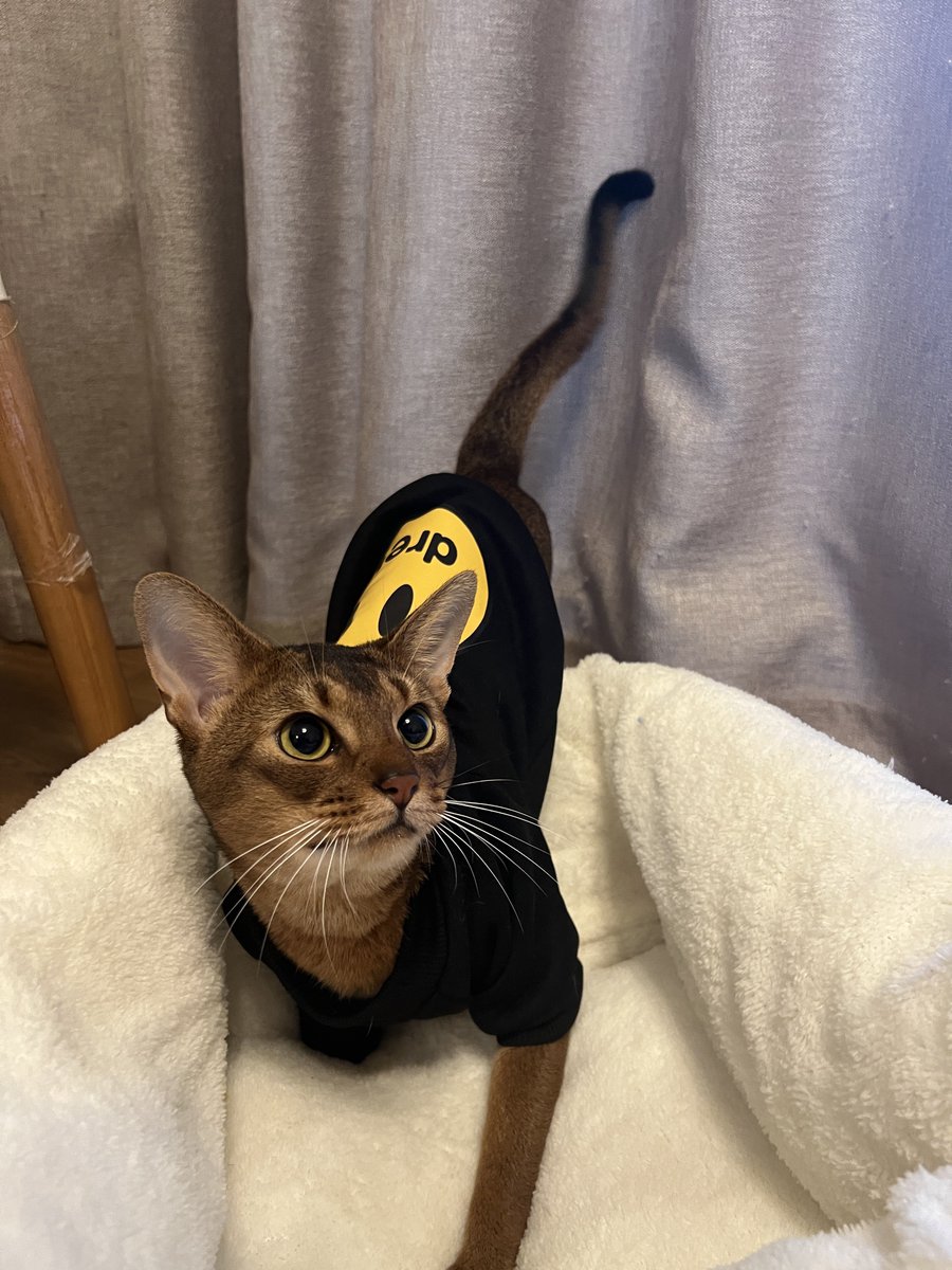 好神奇 多比哥居然不抗拒这个衣服 https://t.co/nMfs4G60fW