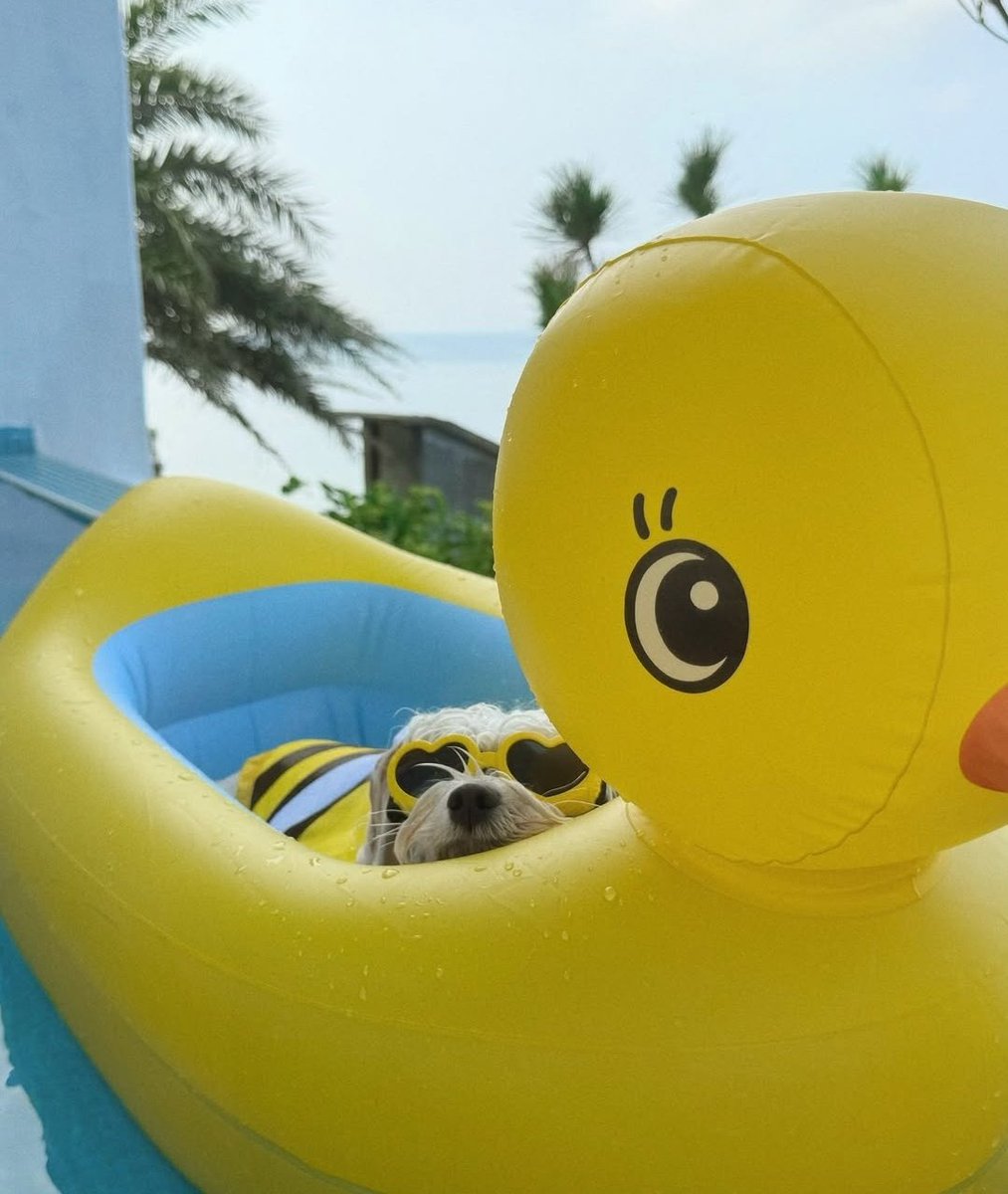 🐶💛🦆
#福利 https://t.co/ZqyCekDRFT