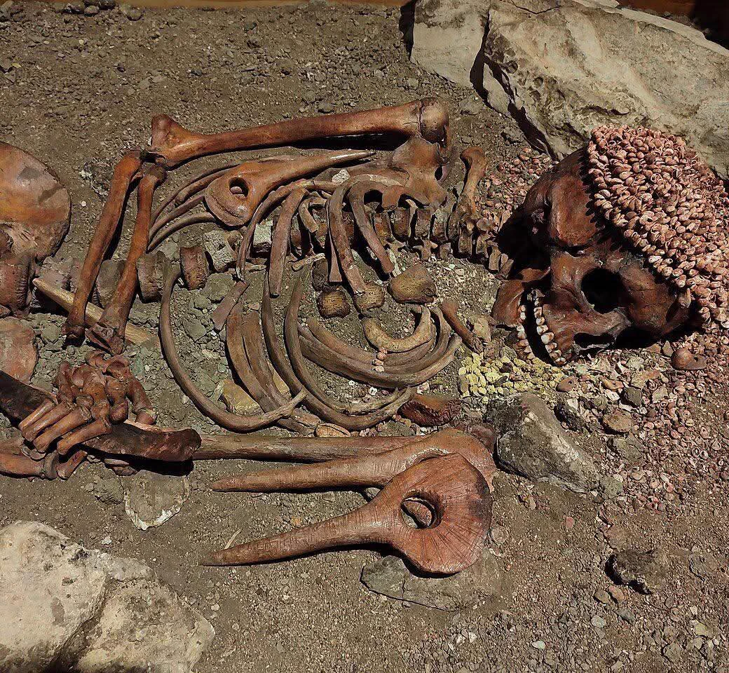 Discovered at a depth of 6.7m in the Arene Candide Cave 🇮🇹, this young hunter, known as the "Prince," is a remarkable find from the Upper Paleolithic period. His nickname, "Prince," is derived from the extraordinary grave goods that accompanied him, signaling the high status he likely held in his society. Standing at 1.7m tall, the young man was physically impressive, with strong arms—particularly his right arm, which was likely developed for throwing spears and legs honed through the constant exertion of hunting and foraging.
Analysis of his bones reveals that his diet was rich in meat from wild animals, supplemented by fish and mollusks, indicating a varied and highly skilled approach to survival. His body, laid on its back and covered in red ochre, was surrounded by a remarkable array of grave goods. These included a cap made from hundreds of perforated shells, a long flint blade originating from France held in his right hand, a shell bracelet with a mammoth ivory pendant, four carved batons from elk antler, and two mammoth ivory buttons placed by his knees—artifacts that suggest he was not only a hunter but also an individual of significant cultural importance.
The young hunter’s tragic death is thought to have been caused by a severe wound to his jaw and left shoulder, likely inflicted by a bear or a large cat. His burial, alongside the valuable items, hints at the rituals and beliefs of the Gravettian culture, which spanned from Portugal to Russia during the Upper Paleolithic. Fascinatingly, similarities have been discovered between this "Prince" and another hunter from 3,000 kilometers away in Sungir, Russia, reinforcing the notion of shared cultural practices across vast distances. This connection adds a rich layer of depth to our understanding of the ancient peoples who roamed Europe and beyond during this period. 
#drthehistories