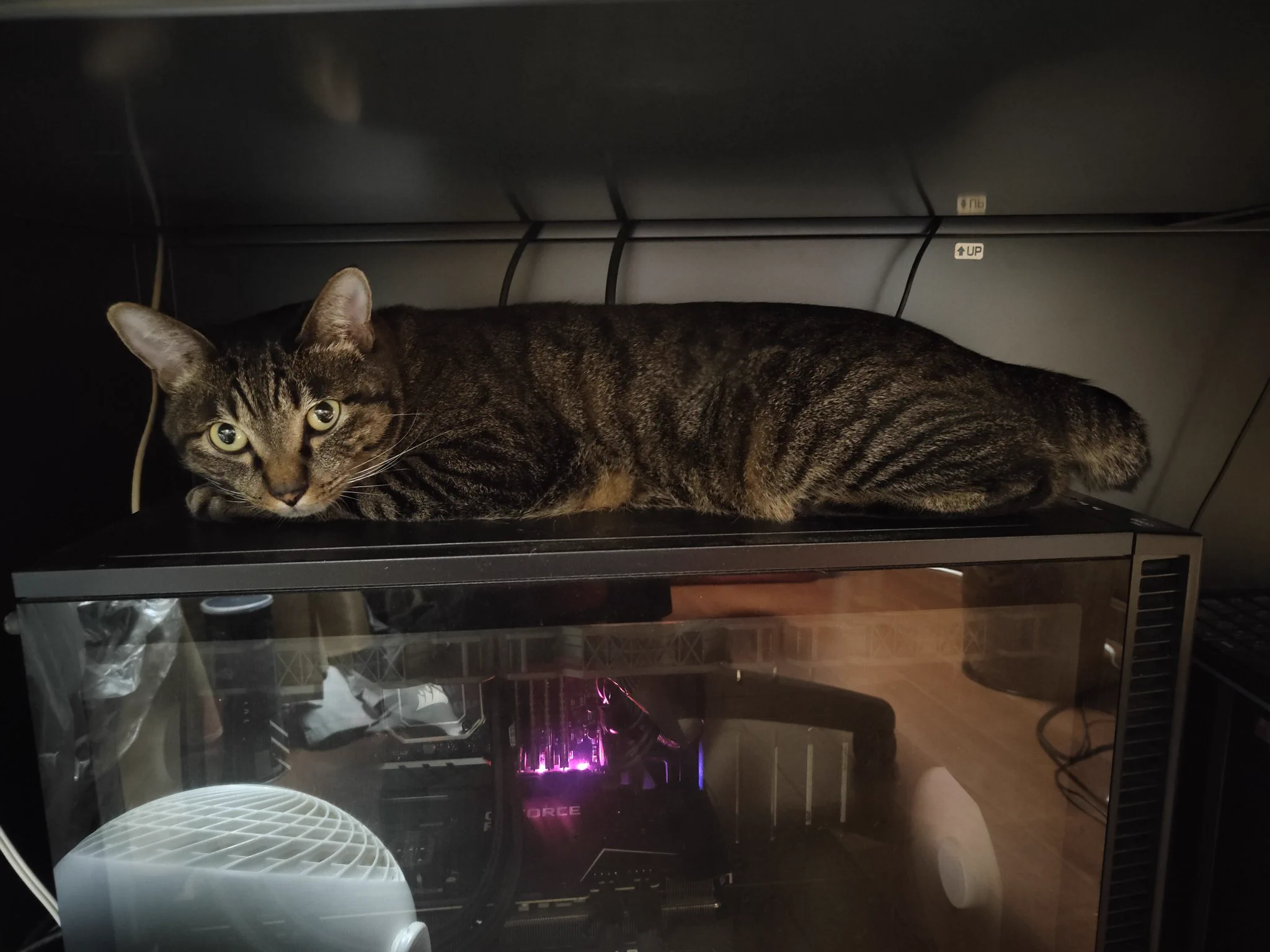 PCの上で寝るのは良いんだが後ろ足のあたりに電源スイッチがあるんだよなぁ https://t.co/jw337zXf5b