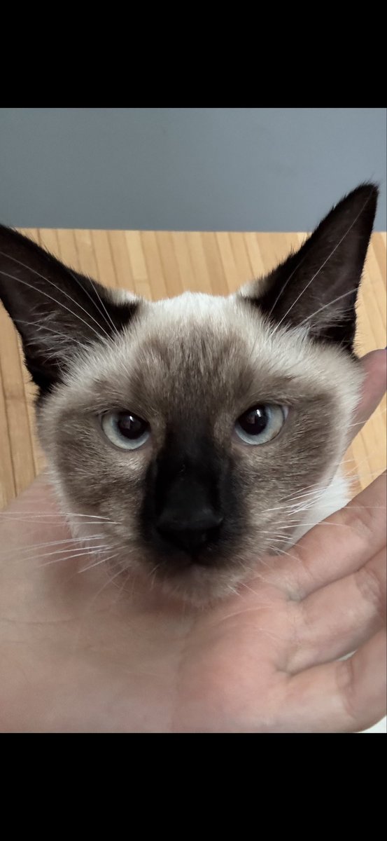 My cat Loki 😍 https://t.co/ldQJzY8x8y