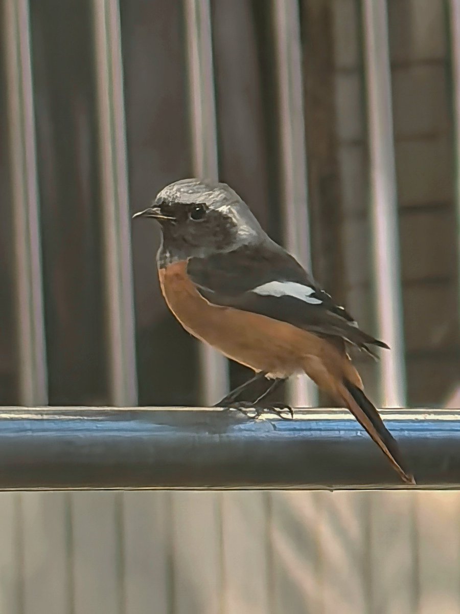 今天第一次观到雄性北红尾鸲。但正在对焦的时候有人来和我说话把鸟吓走了，我很伤心。 https://t.co/ssZecCZnIX