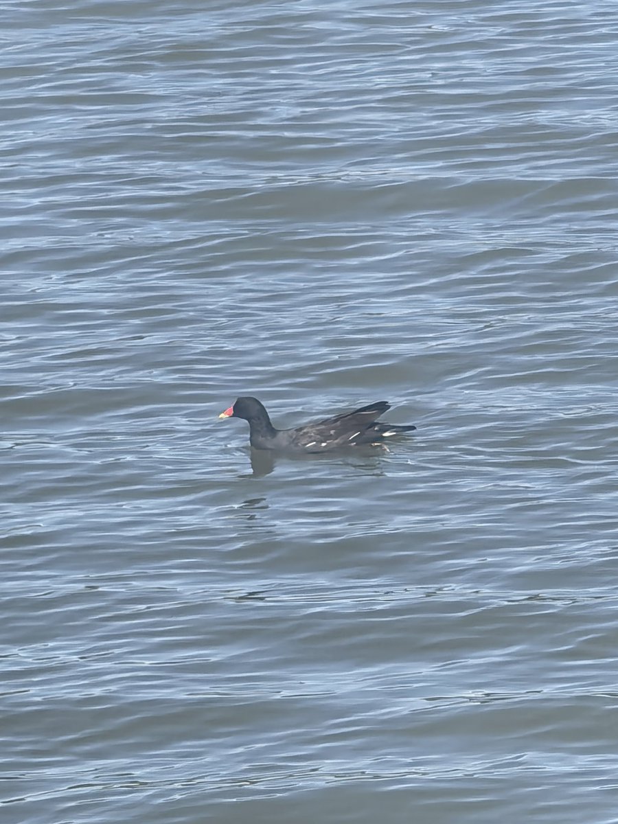 @B_P_Thing 黑水鸡 https://t.co/uDBZbYPSOm