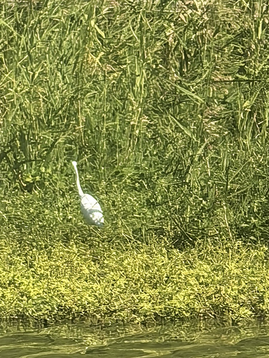 @B_P_Thing 棉签 https://t.co/xO9khT3Fx1