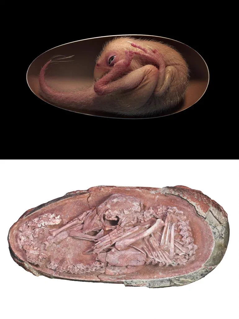 Perfectly kept dinosaur embryo from 66 million years ago found, in China 🇨🇳
In 2021, scientists have announced the discovery of an exquisitely preserved dinosaur embryo from at least 66 million years ago that was preparing to hatch from its egg just like a chicken... 
The fossil was discovered in Ganzhou, southern China and belonged to a toothless theropod dinosaur, or oviraptorosaur, which the researchers dubbed “Baby Yingliang.”
"It is one of the best dinosaur embryos ever found in history," University of Birmingham researcher Fion Waisum Ma, who co-authored a paper in the journal iScience.
Ma and colleagues found Baby Yingliang’s head lay below its body, with the feet on either side and back curled – a posture that was previously unseen in dinosaurs, but similar to modern birds.
In birds, the behaviour is controlled by the central nervous system and called “tucking”. Chicks preparing to hatch tuck their head under their right wing in order to stabilise the head while they crack the shell with their beak. Embryos that fail to tuck have a higher chance of dying after a hatching that is unsucessful. “This indicates that such behaviour in modern birds first evolved and originated among their dinosaur ancestors,” said Ma.
An alternative to tucking might have been something closer to what is seen in modern crocodiles, which instead assume a sitting posture with the head bending upon the chest up to hatching.
Oviraptorosaurs, which means “egg thief lizards”, were feathered dinosaurs that lived in what is now Asia and North America during the Late Cretaceous period. They had variable beak shapes and diets and ranged in size from modern turkeys at the lower end to massive Gigantoraptors, that were 8m long. Baby Yingliang measures about 27cm long from head to tail and lies inside a 17cm long egg at the Yingliang Stone Nature History Museum.
Researchers believe the creature is between 72 and 66 million years old, and was probably preserved by a sudden mudslide that buried the egg, protecting it from scavengers for aeons. It would have grown 2-3m long if it had lived to be an adult, and would have likely fed on plants. The specimen was one of several egg fossils that were forgotten in storage for decades.
The research team suspected they might contain unborn dinosaurs, and scraped off part of Baby Yingliang’s eggshell to uncover the embryo hidden within.
“This dinosaur embryo inside its egg is one of the most beautiful fossils I have ever seen,” said Professor Steve Brusatte of the University of Edinburgh, part of the research team, in a statement.
“This little prenatal dinosaur looks just like a baby bird curled in its egg, which is yet more evidence that many features characteristic of today’s birds first evolved in their dinosaur ancestors.”
The team hopes to study Baby Yingliang in greater detail using advanced scanning techniques to see a full image of the skeleton, including its skull bones because part of the body is still covered by rock.
📷 (Upper) - This life reconstruction shows what the "Baby Yingliang" dinosaur embryo might've looked like inside its egg.
(Lower) - The fossilized theropod embryo shows a dinosaur in a curled posture prior to hatching. 
#archaeohistories