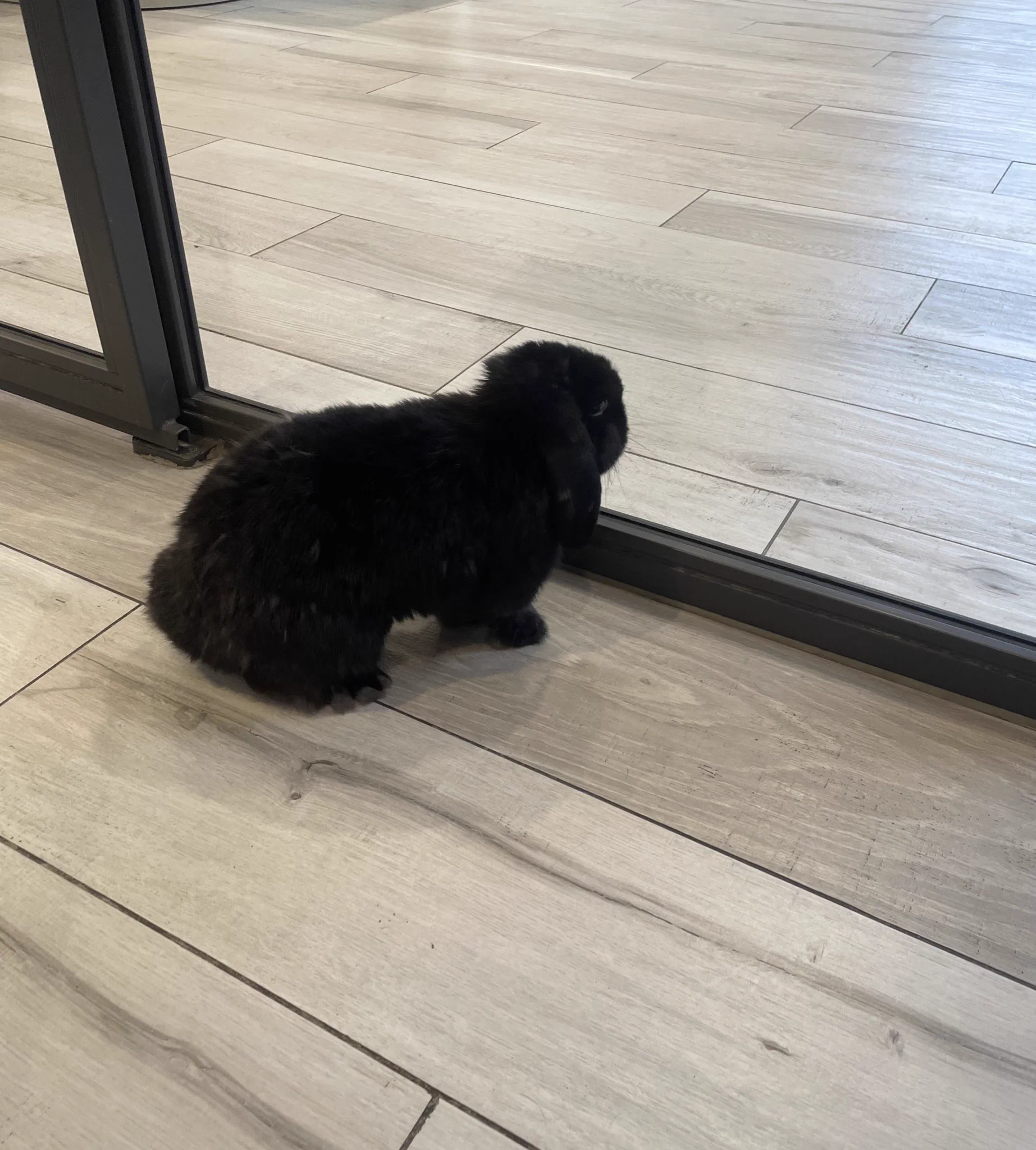 bunny &lt;3 https://t.co/w8l3Kb8DdA