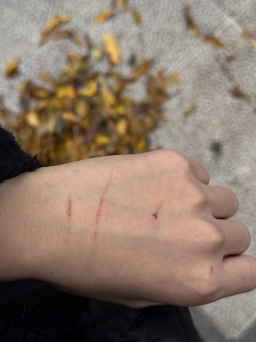 枯黄的落叶穿过人们的发丝 https://t.co/8SyGnoxZa3