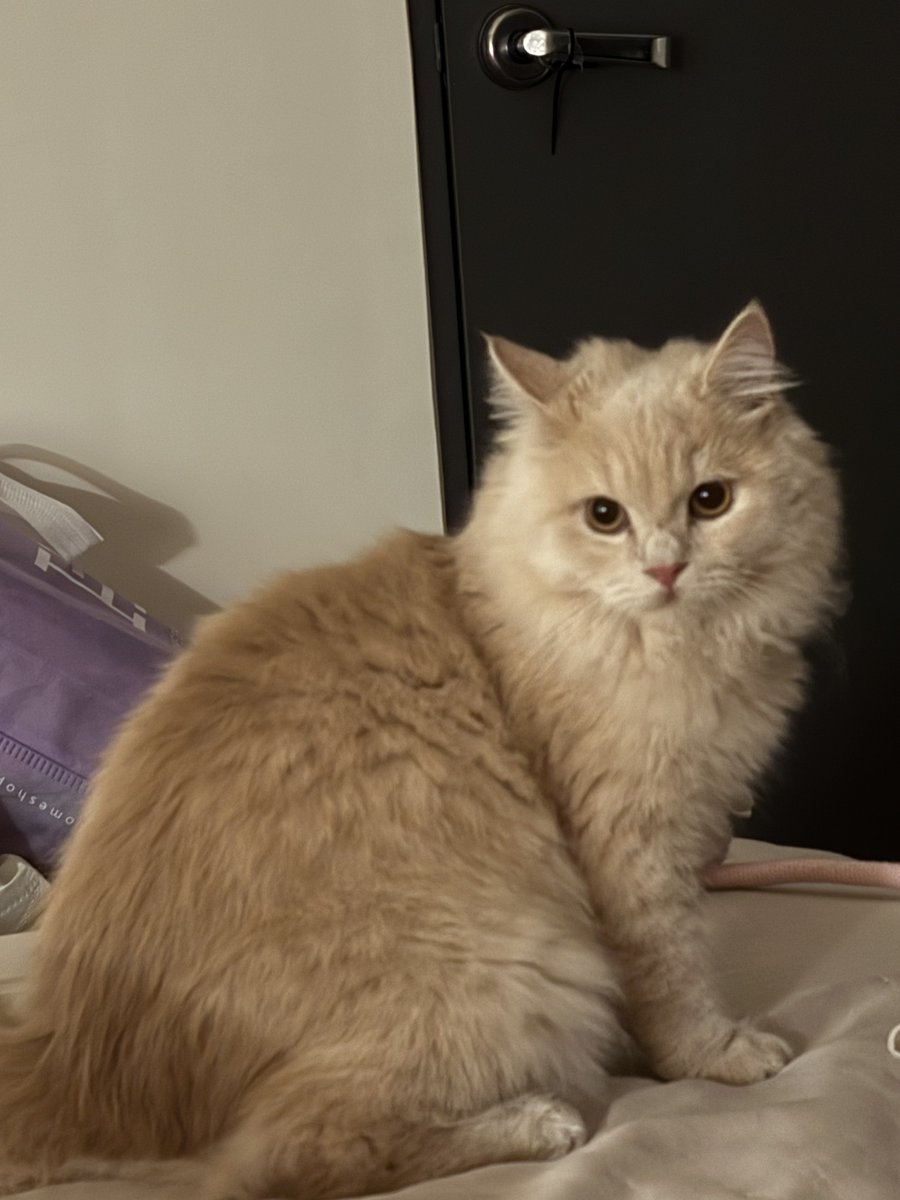 我家貓貓超可愛
就是缺一個乾爹 https://t.co/TyiyokapER