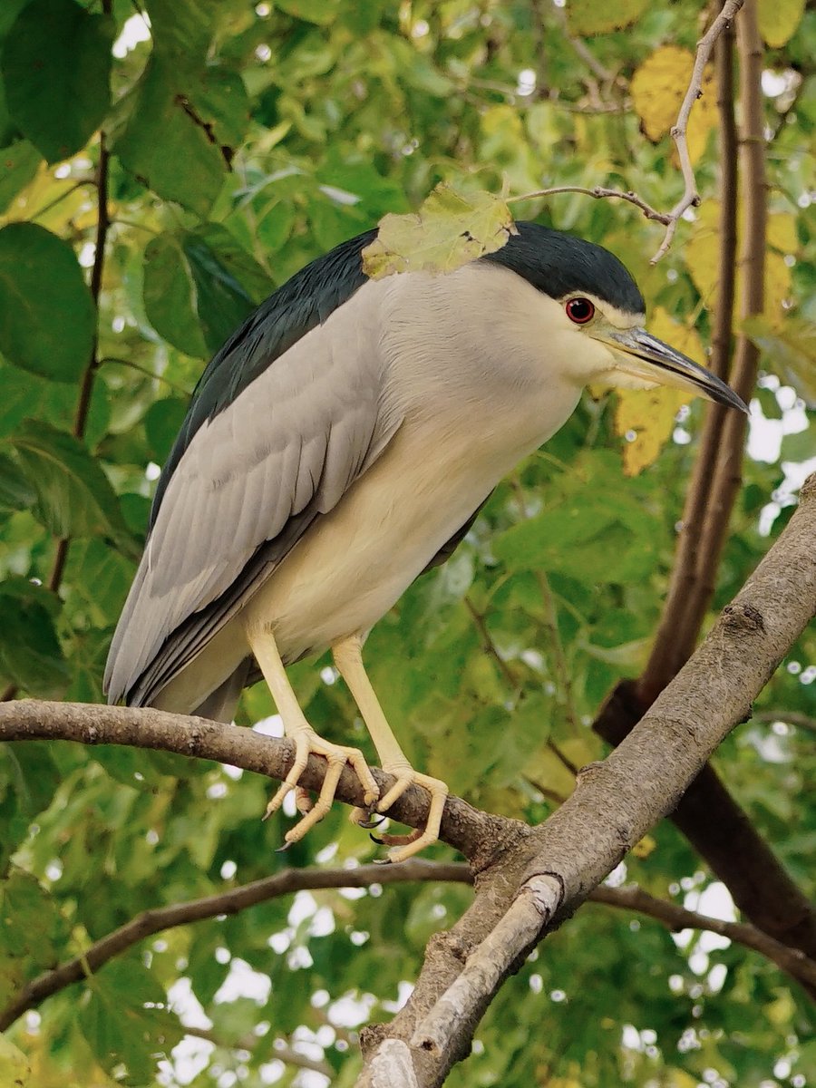 特别鸣谢：夜鹭、白鹭、夜鹭（亚成）、白头鹎、珠颈斑鸠、八哥、画眉、乌鸫、大嘴乌鸦、白颈乌鸦、喜鹊、灰喜鹊、棕背伯劳、红隼、凤头鹰、普通翠鸟、红尾水鸲、北红尾鸲、某种柳莺、麻雀、鹊鸲、戴胜、丝光椋鸟、棕头鸦雀、小鹀、白鹡鸰、小鸊鷉、绿头鸭、尼康D850 https://t.co/argobOpyjK